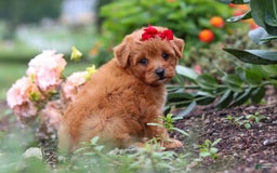 Maltipoo dogs for sale: Sophie - Image 3