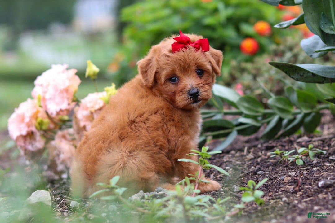 Maltipoo dogs for sale: Sophie - Image 3