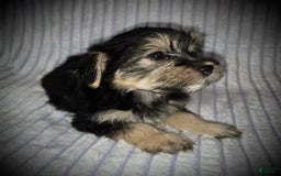 Morkie dogs for sale: Albert - Image 3