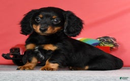 Miniature Dachshund dogs for sale: Miniature Dachshund 2 puppies - Image 17