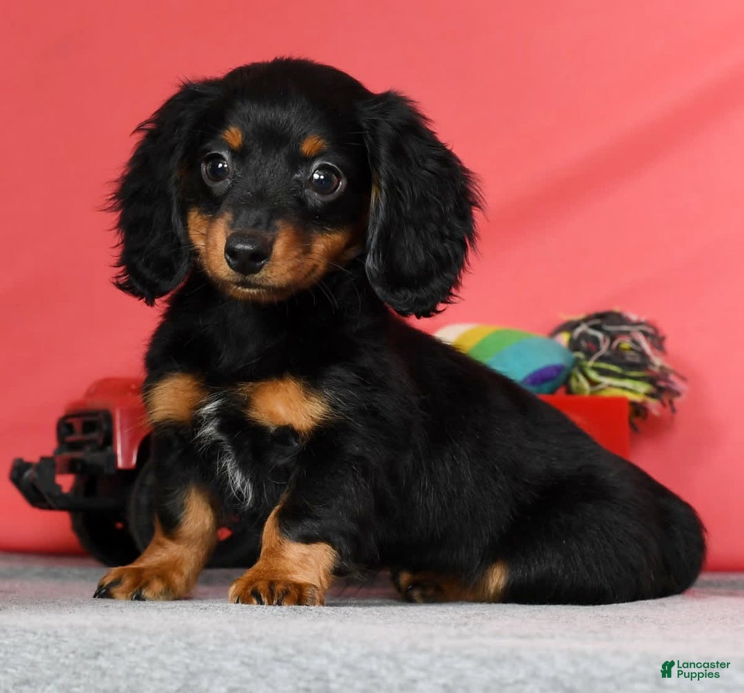 Miniature Dachshund dogs for sale: Miniature Dachshund 2 puppies - Image 17
