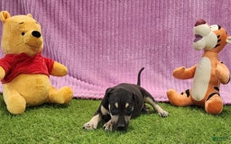 Catahoula Leopard Dog dogs for sale: Tess 2025 Female 1 - Image 6