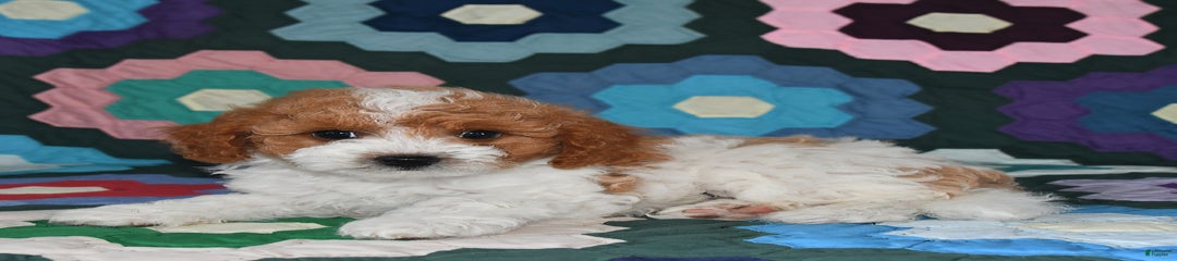 Milo