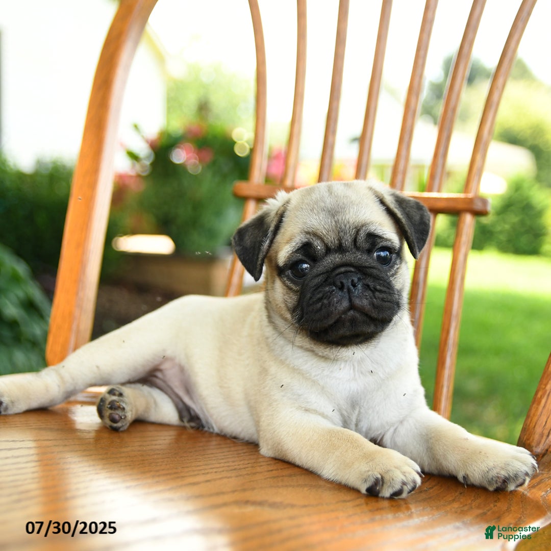 Pug dogs for sale: Bouncer - Image 2