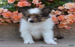 Shetland Sheepdog dogs for sale: Ritz - Image 3