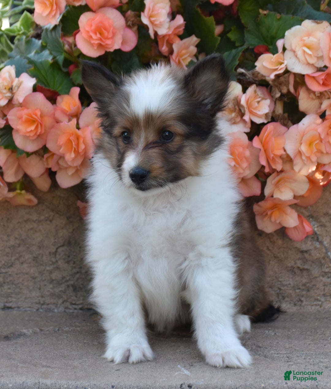 Shetland Sheepdog dogs for sale: Ritz - Image 3