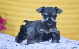 Miniature Schnauzer dogs for sale: Vanessa - Image 2