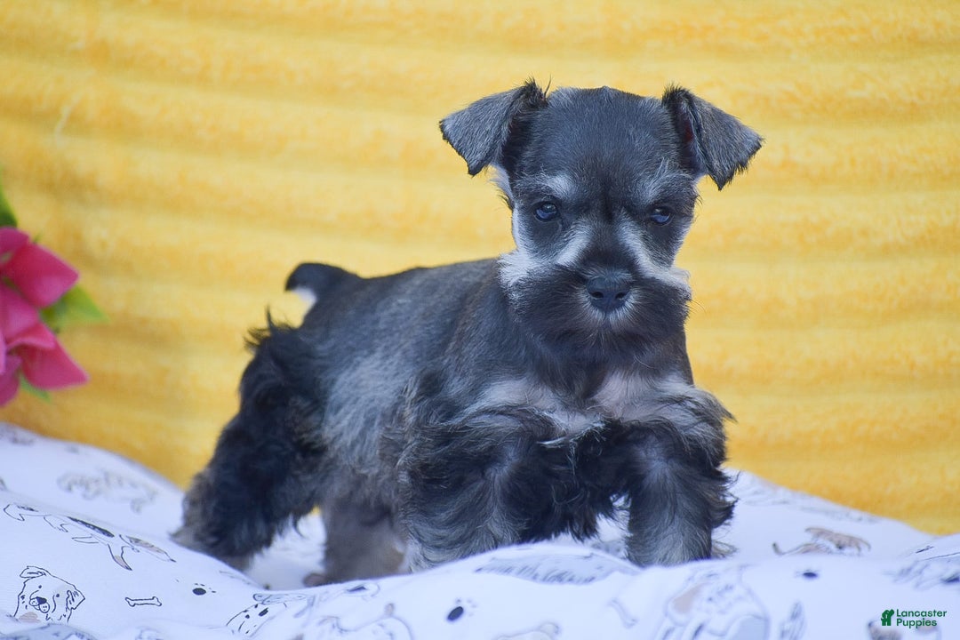 Miniature Schnauzer dogs for sale: Vanessa - Image 2