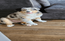 Australian Shepherd dogs for sale: Buddy - Image 3