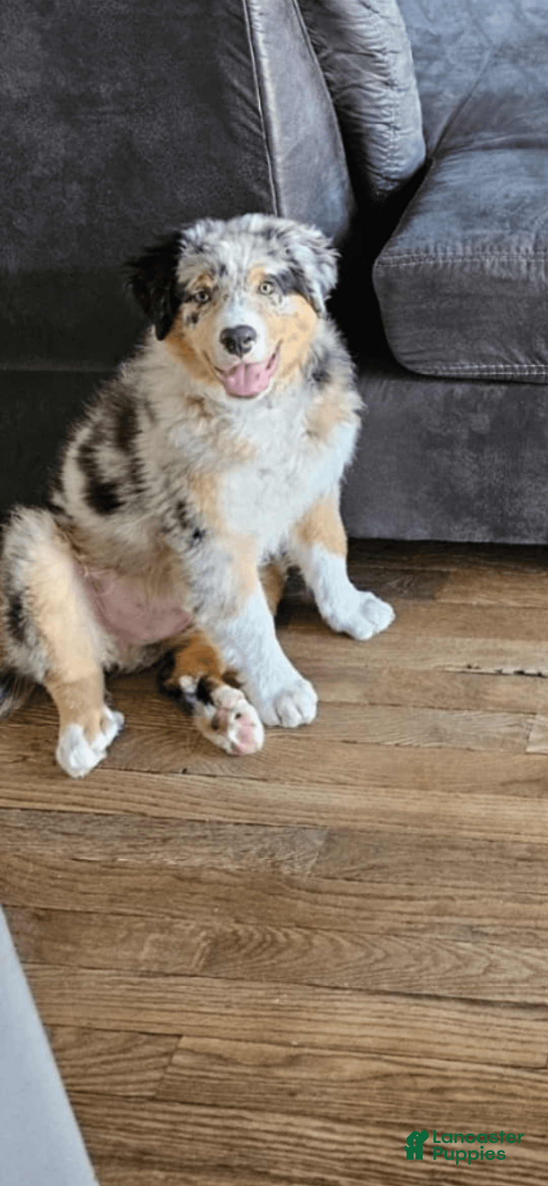 Australian Shepherd dogs for sale: Buddy - Image 3