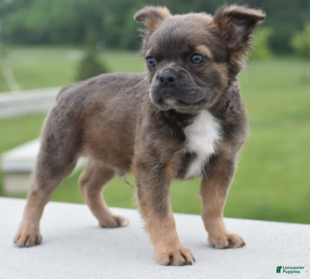 Frenchton dogs for sale: Milo Fluffy - Image 14