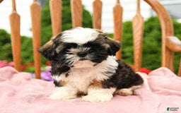 Shih Tzu dogs for sale: Puddles - Image 3