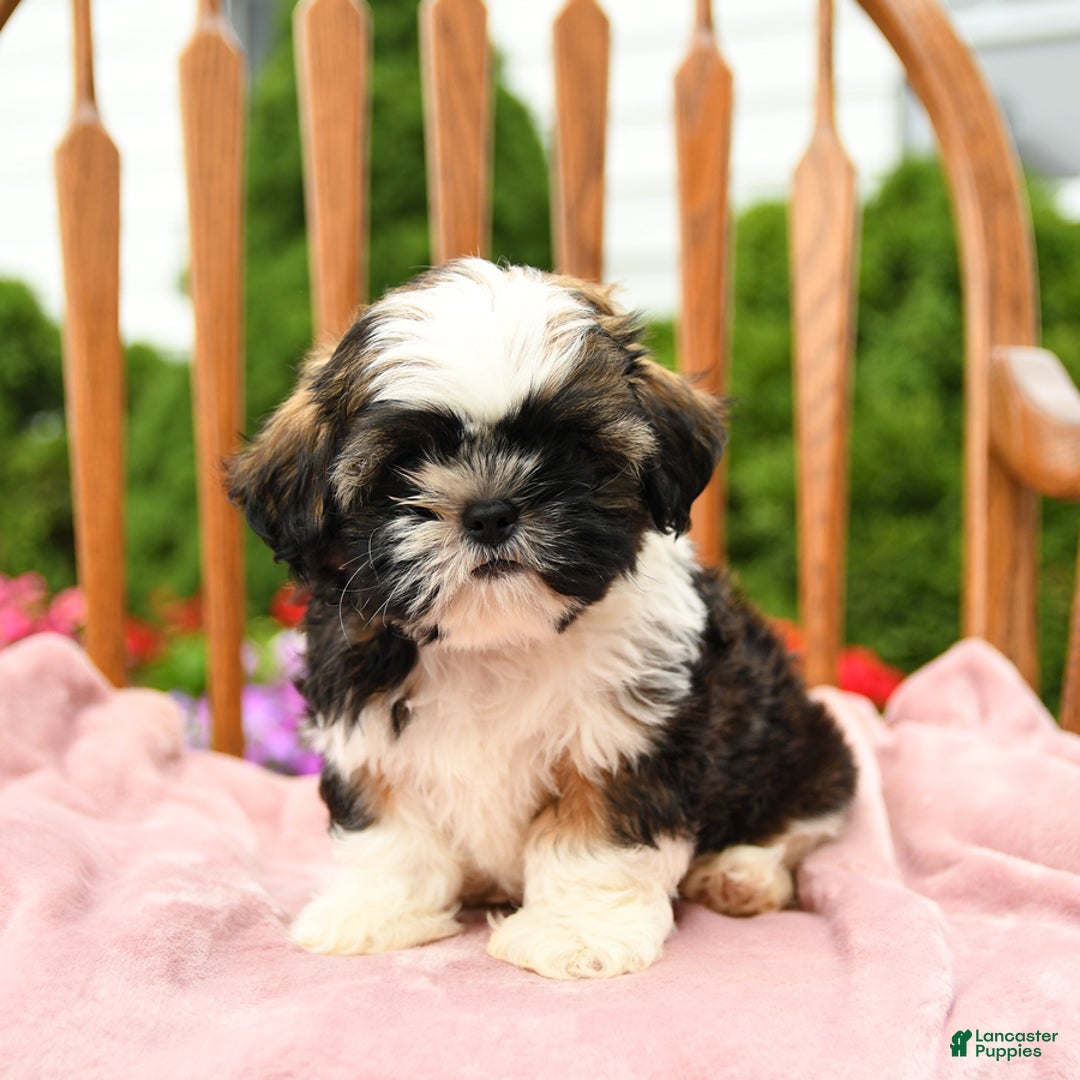 Shih Tzu dogs for sale: Puddles - Image 3