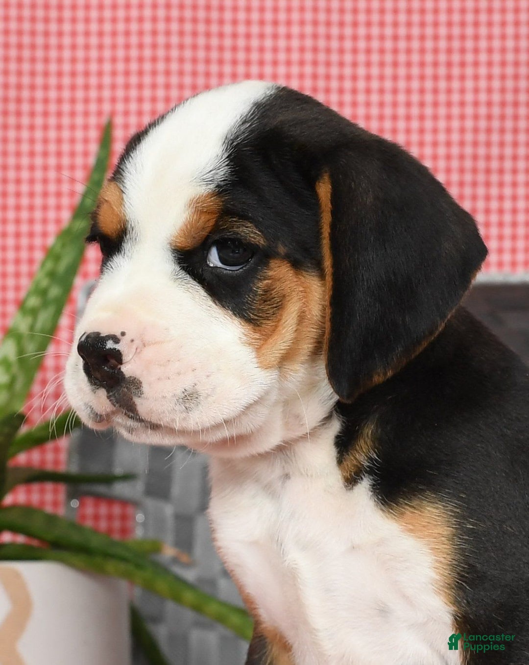 Beabull dogs for sale: Winston - Image 2