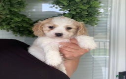 Cavachon dogs for sale: Tommy - Image 4