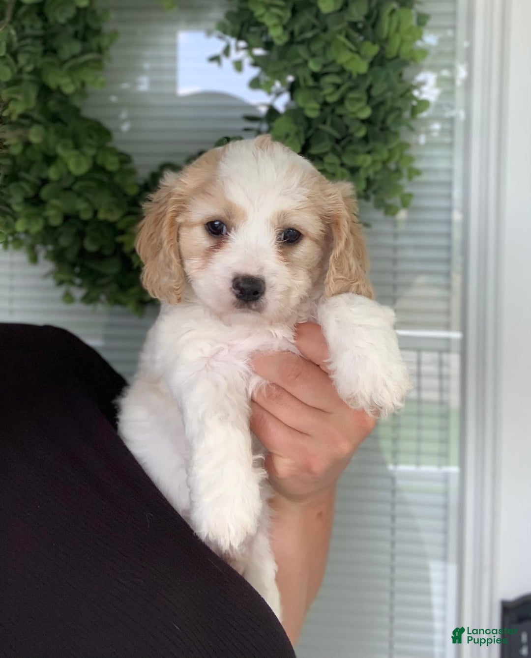 Cavachon dogs for sale: Tommy - Image 4