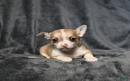 Chihuahua dogs for sale: Peanut - Image 4