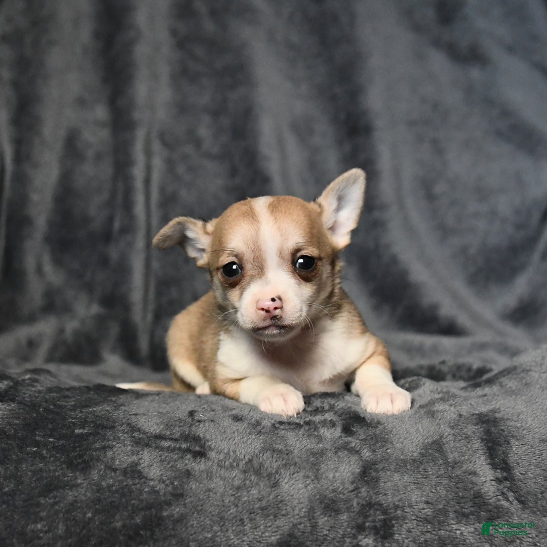 Chihuahua dogs for sale: Peanut - Image 4