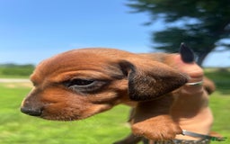 Dachshund dogs for sale: Benny - Image 4