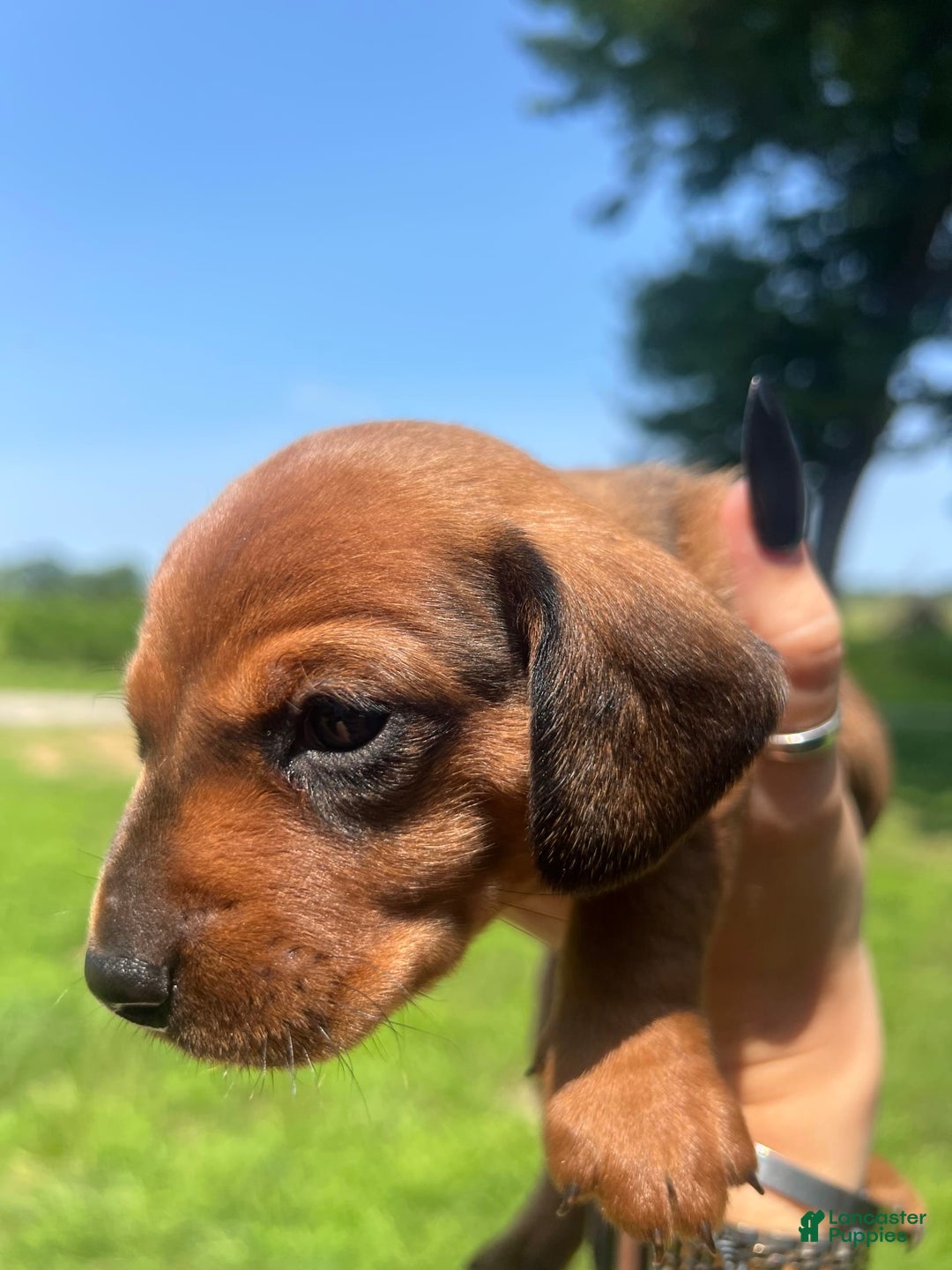 Dachshund dogs for sale: Benny - Image 4