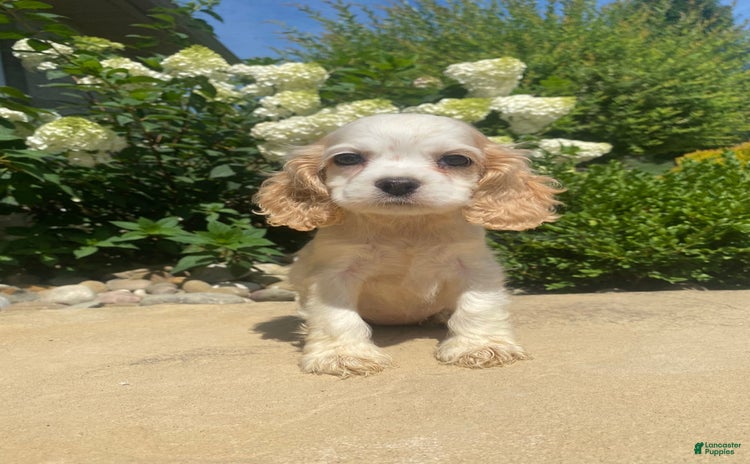 Cocker Spaniel dogs for sale - Ad 2