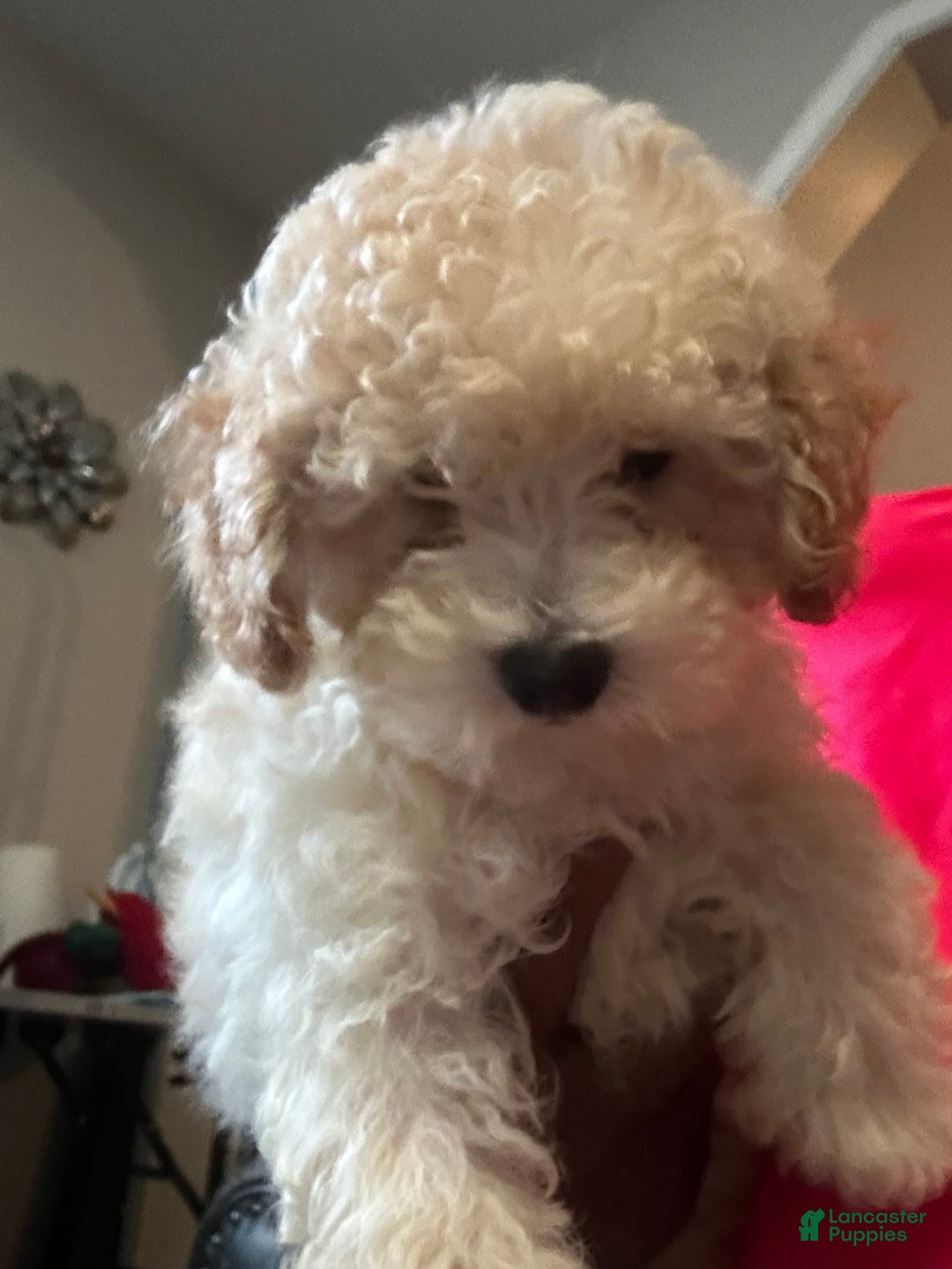Maltipoo dogs for sale: Laren - Image 5