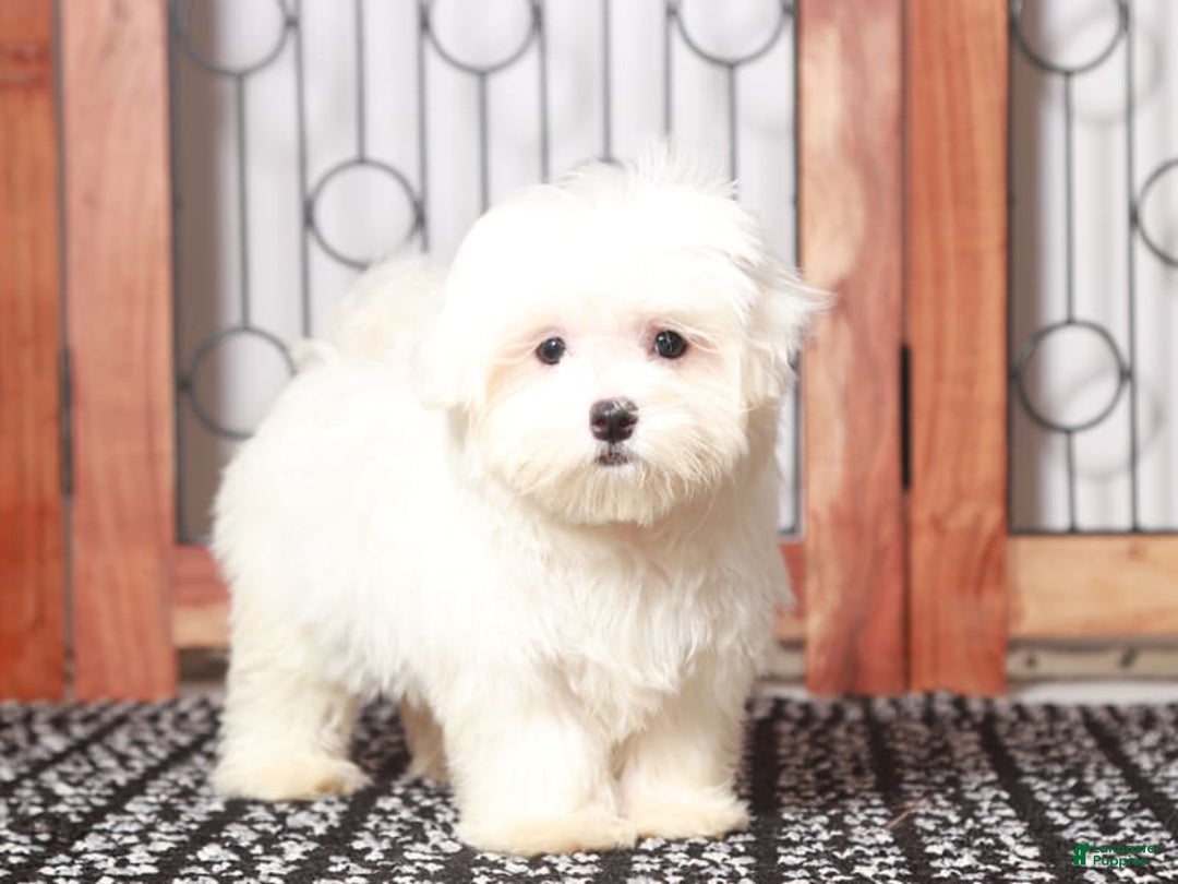 Maltese dogs for sale: Lloyd - Image 3