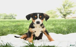 Greater Swiss Mountain Dog dogs for sale: Gemma - Image 14