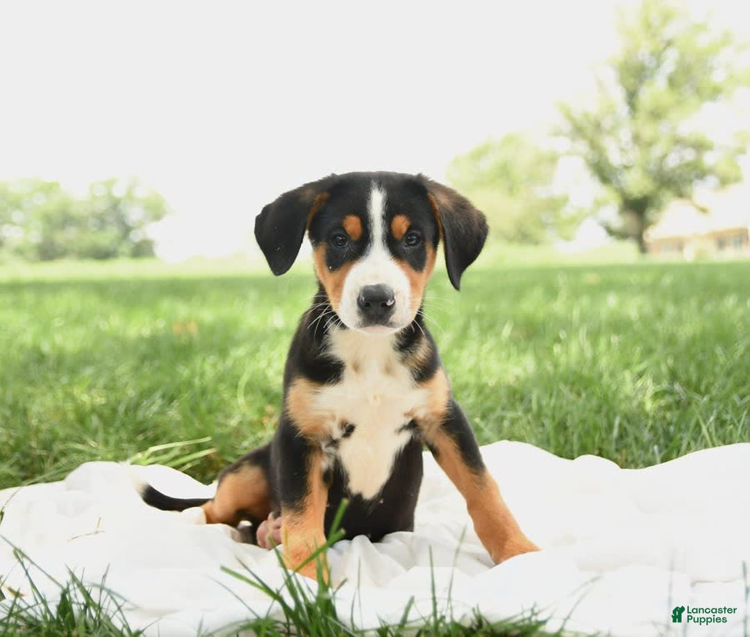 Greater Swiss Mountain Dog dogs for sale: Gemma - Image 14
