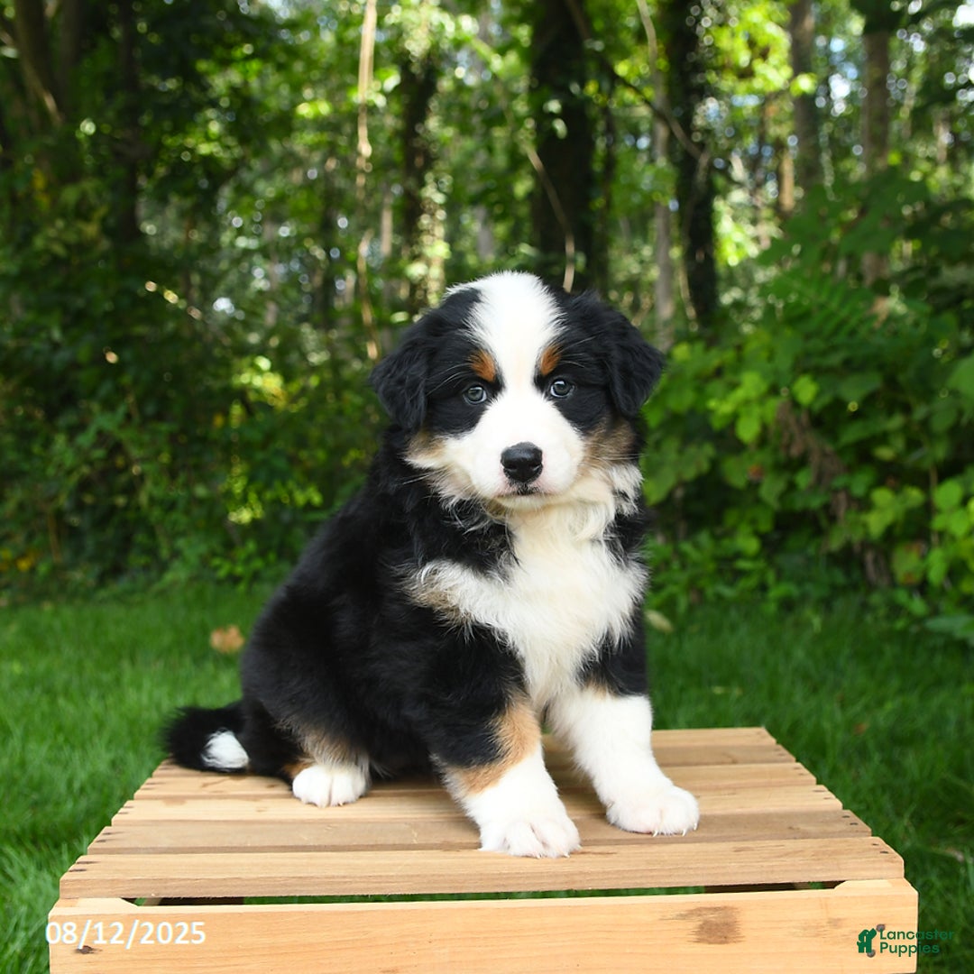 Australian Shepherd dogs for sale: Jewel - Image 4