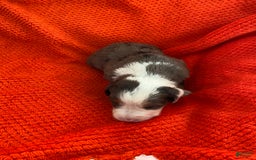 Australian Shepherd dogs for sale: Jesse James - Image 7