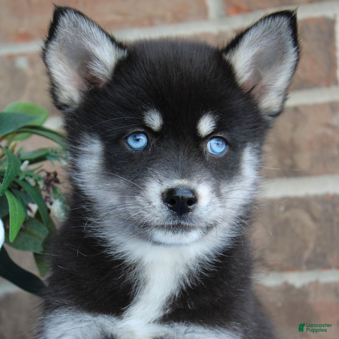 Pomsky dogs for sale: Archie - Image 3