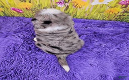 Mini Bernedoodle dogs for sale: Larkspur Mini - Image 12
