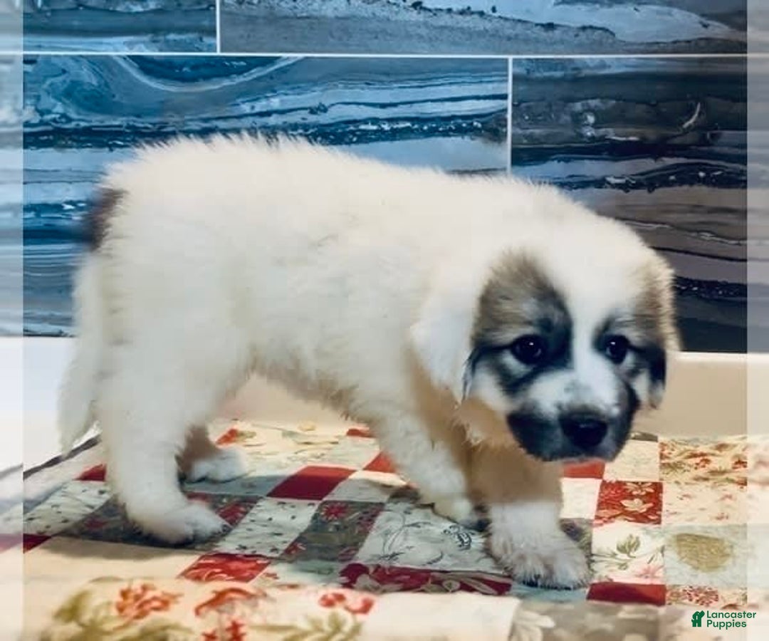 Great Pyrenees dogs for sale: Shania - Image 1