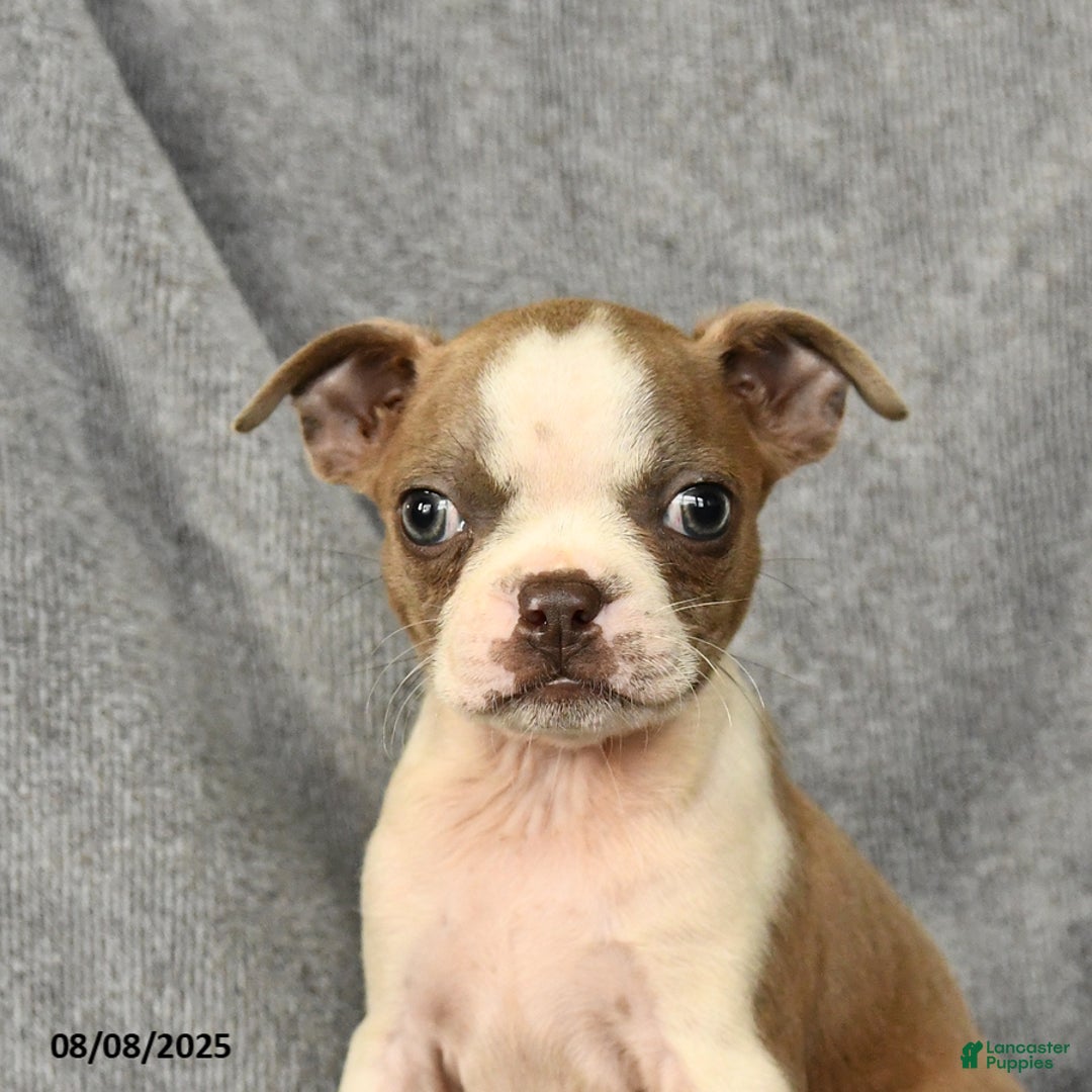 Boston Terrier dogs for sale: Lilac - Image 5