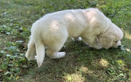 Golden Retriever dogs for sale: Nova - Image 8
