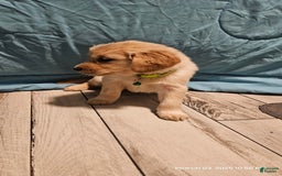 Golden Retriever dogs for sale: Golden Retriever - Image 9