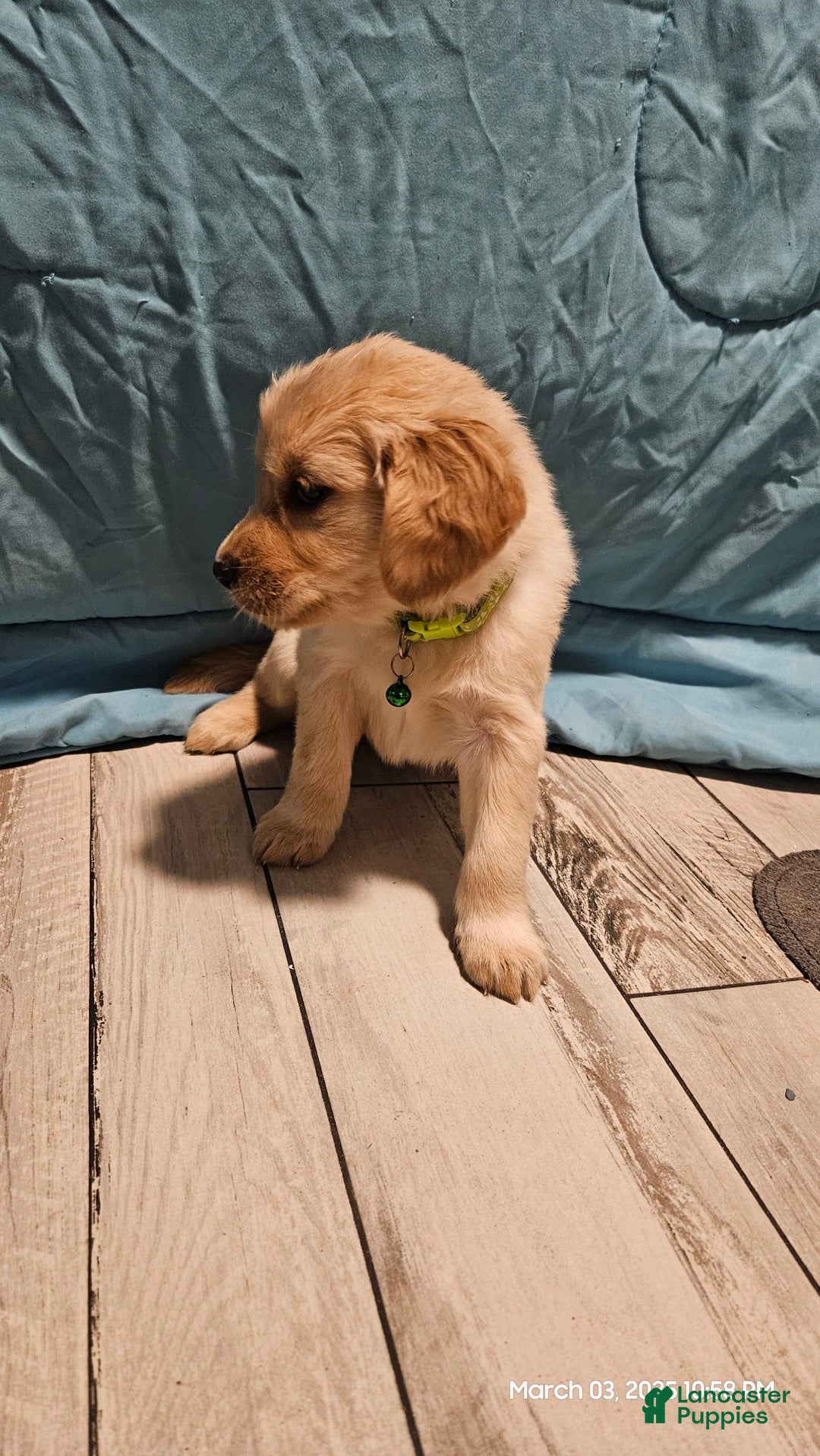Golden Retriever dogs for sale: Golden Retriever - Image 9