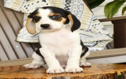 Beagle dogs for sale: Parker - Image 6