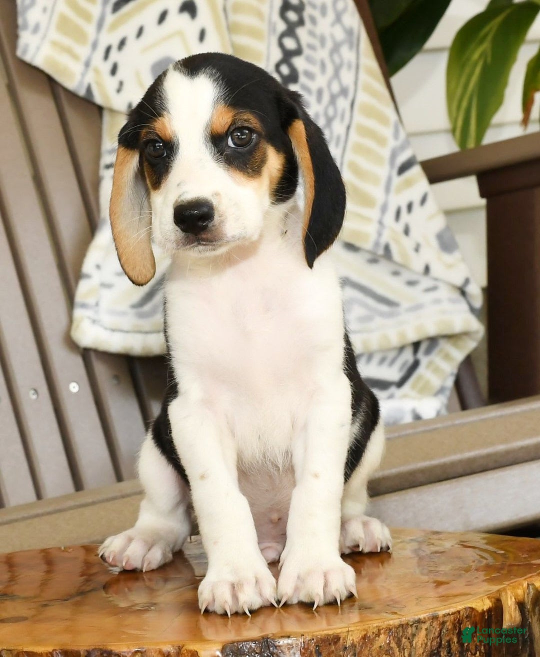 Beagle dogs for sale: Parker - Image 6