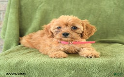 Cavapoo dogs for sale: Coco - Image 4
