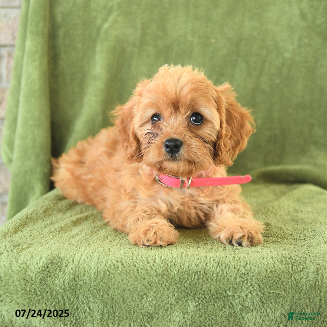 Cavapoo dogs for sale: Coco - Image 4