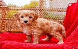 Havapoo dogs for sale: Vinny - Image 1