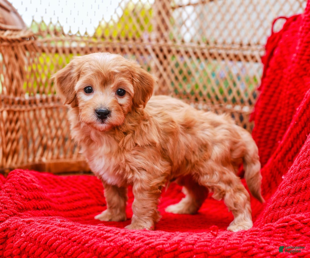 Havapoo dogs for sale: Vinny - Image 1