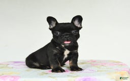 French Bulldog dogs for sale: Harper - Image 4