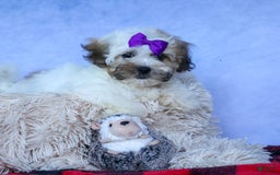 Shihpoo dogs for sale: Scarlett - Image 20