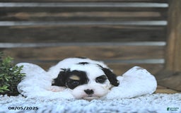 Cavapoo dogs for sale: Zeke - Image 4
