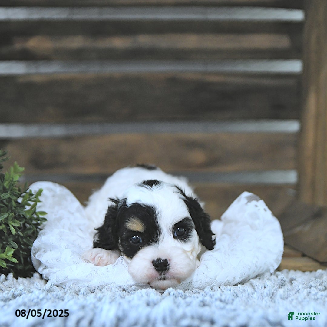 Cavapoo dogs for sale: Zeke - Image 4