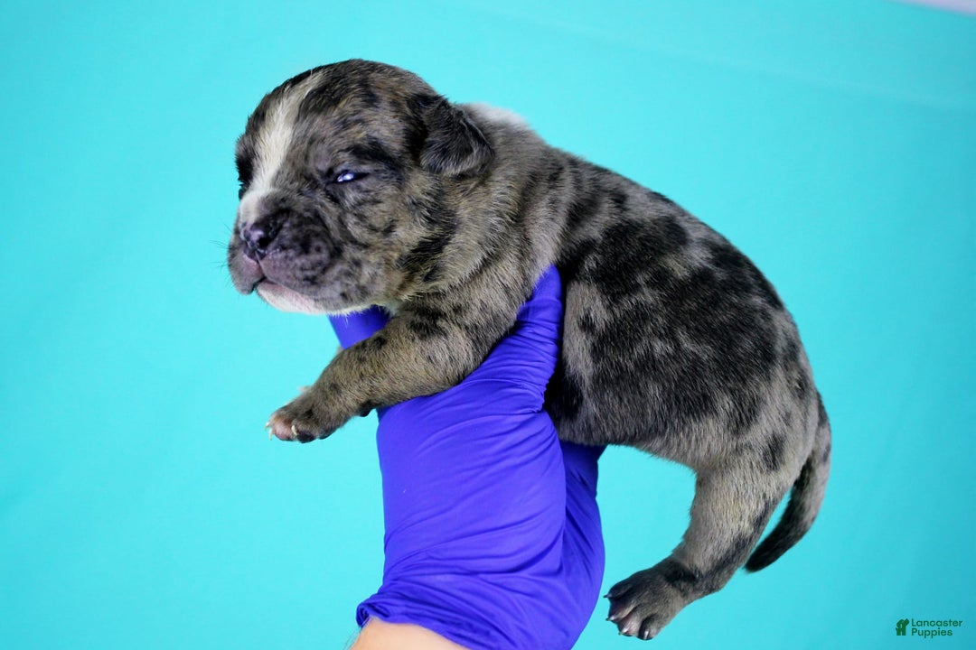 American Bully dogs for sale: Black Brindle Merle Male - Image 2