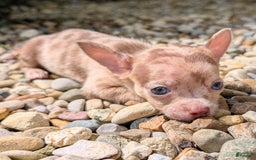 Chihuahua dogs for sale: Chihuahua 5 puppies - Image 28
